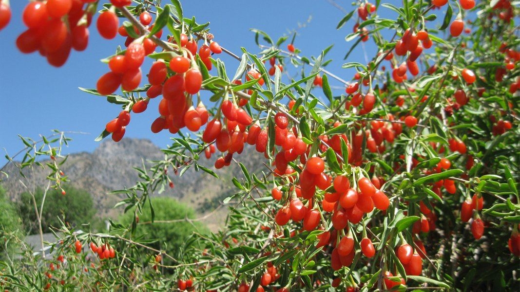 Goji Berries