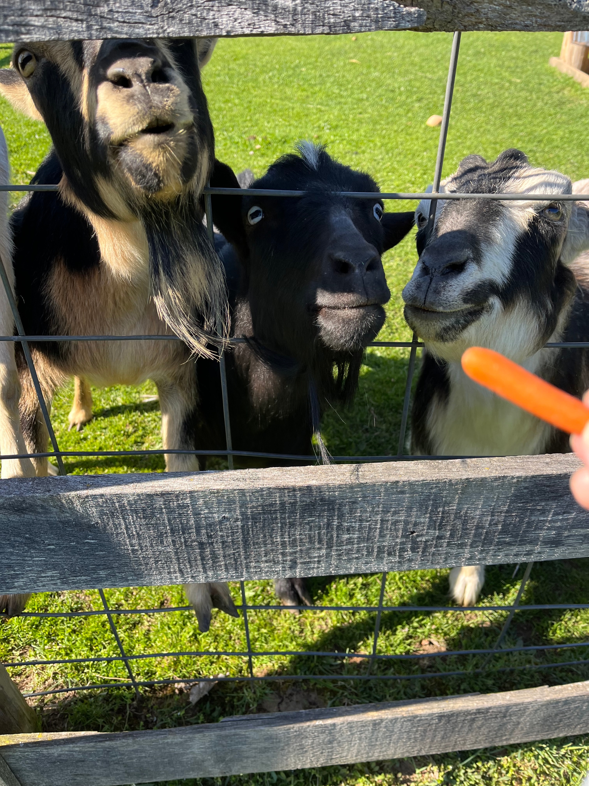 The turkey farm also has goats. 