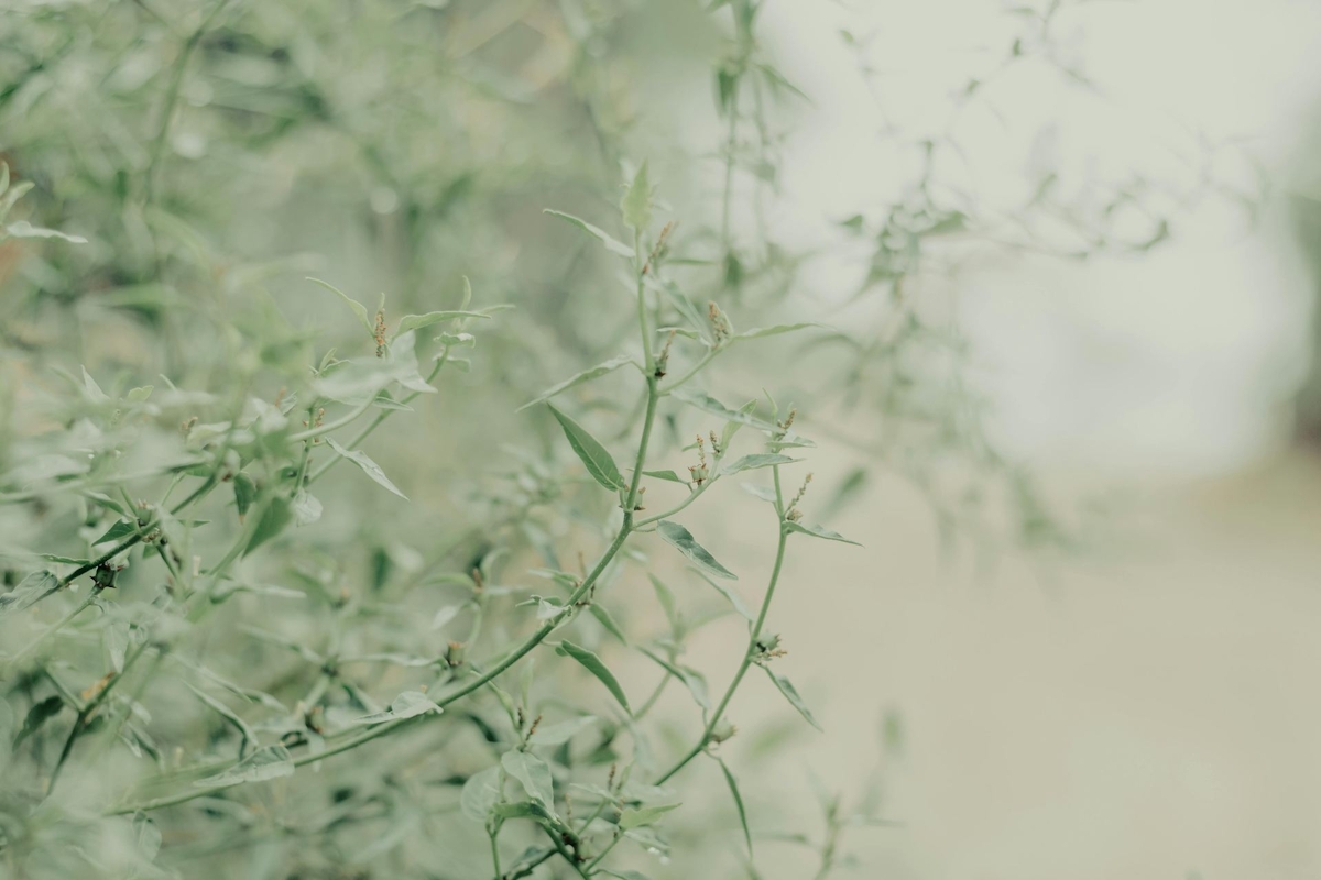 Leaves of Green Bush