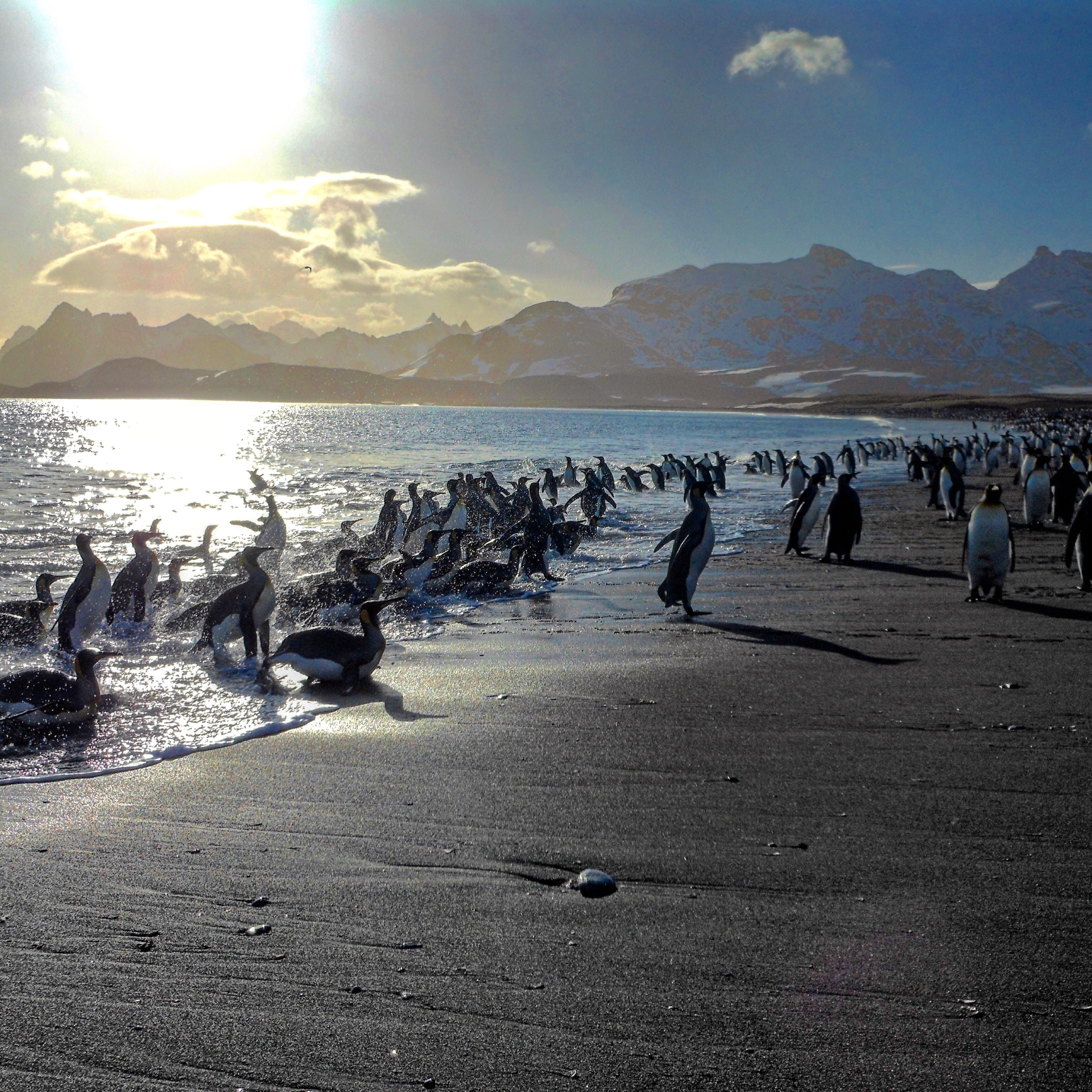 Brown Bluff, Antarctica