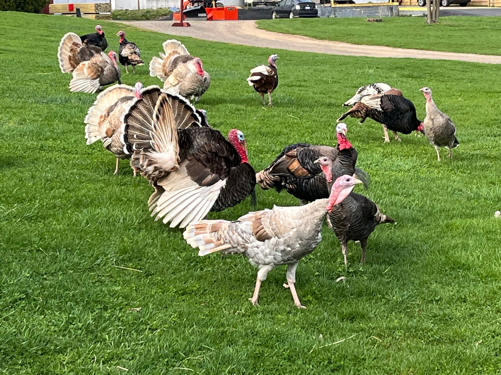 Enjoy staying at this turkey farm. 