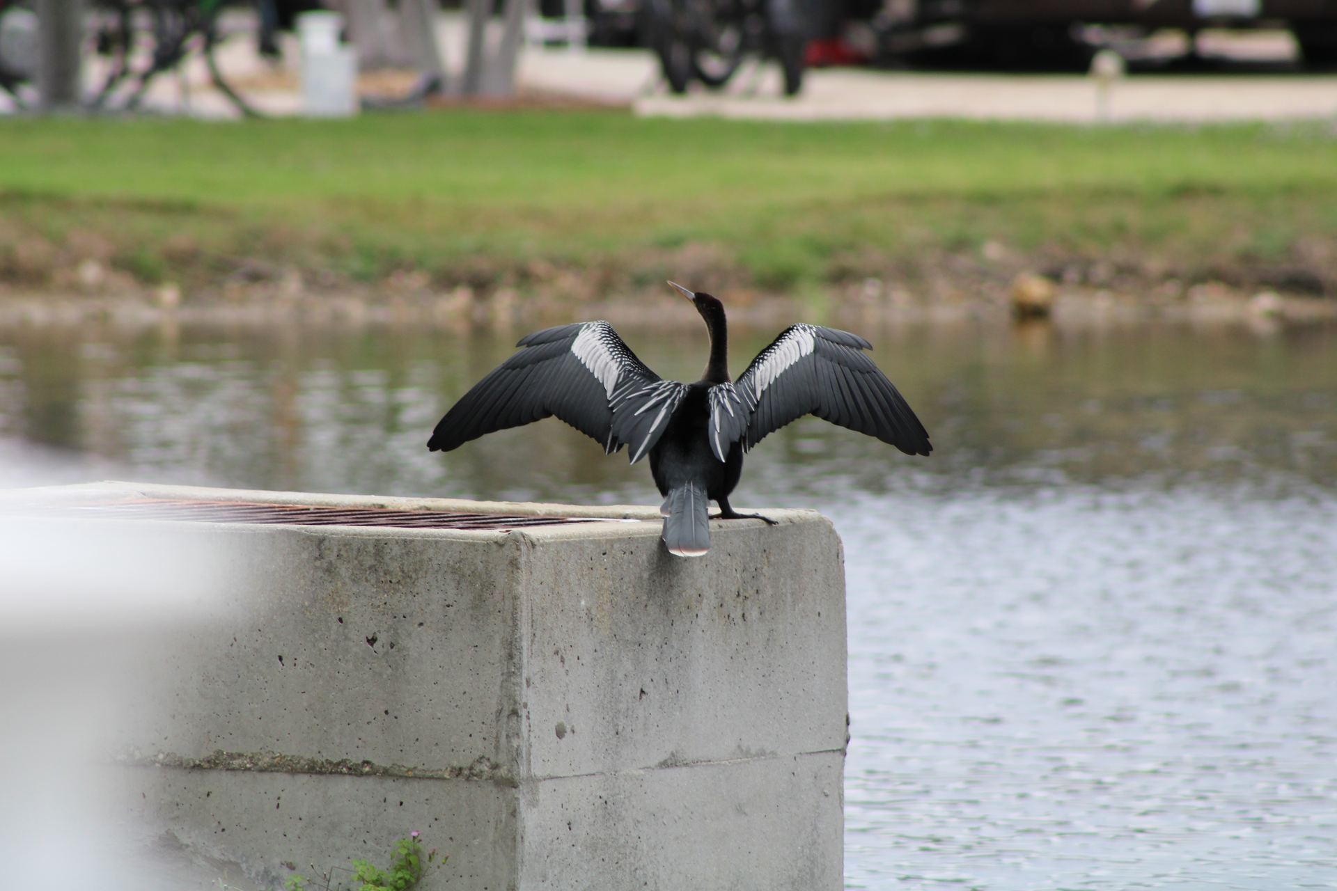 anhinga