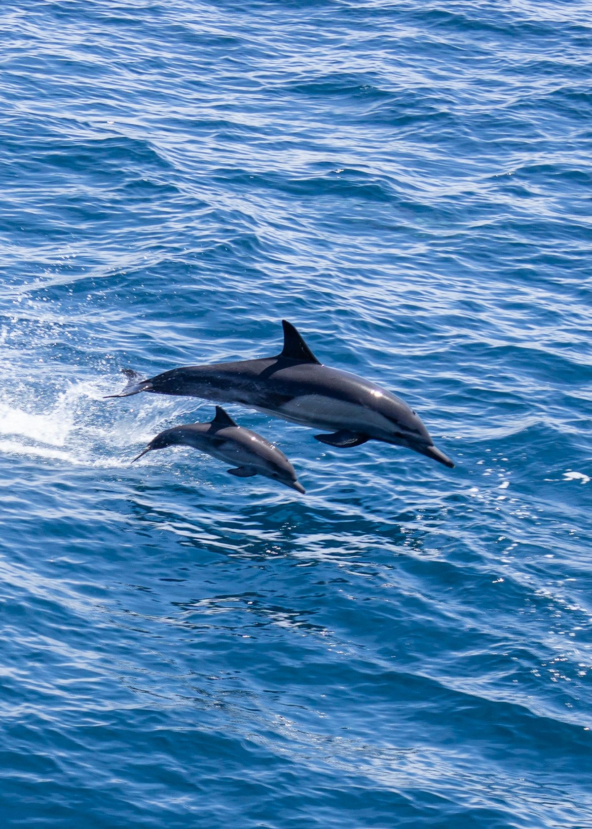 Magdalena Bay, Mexico