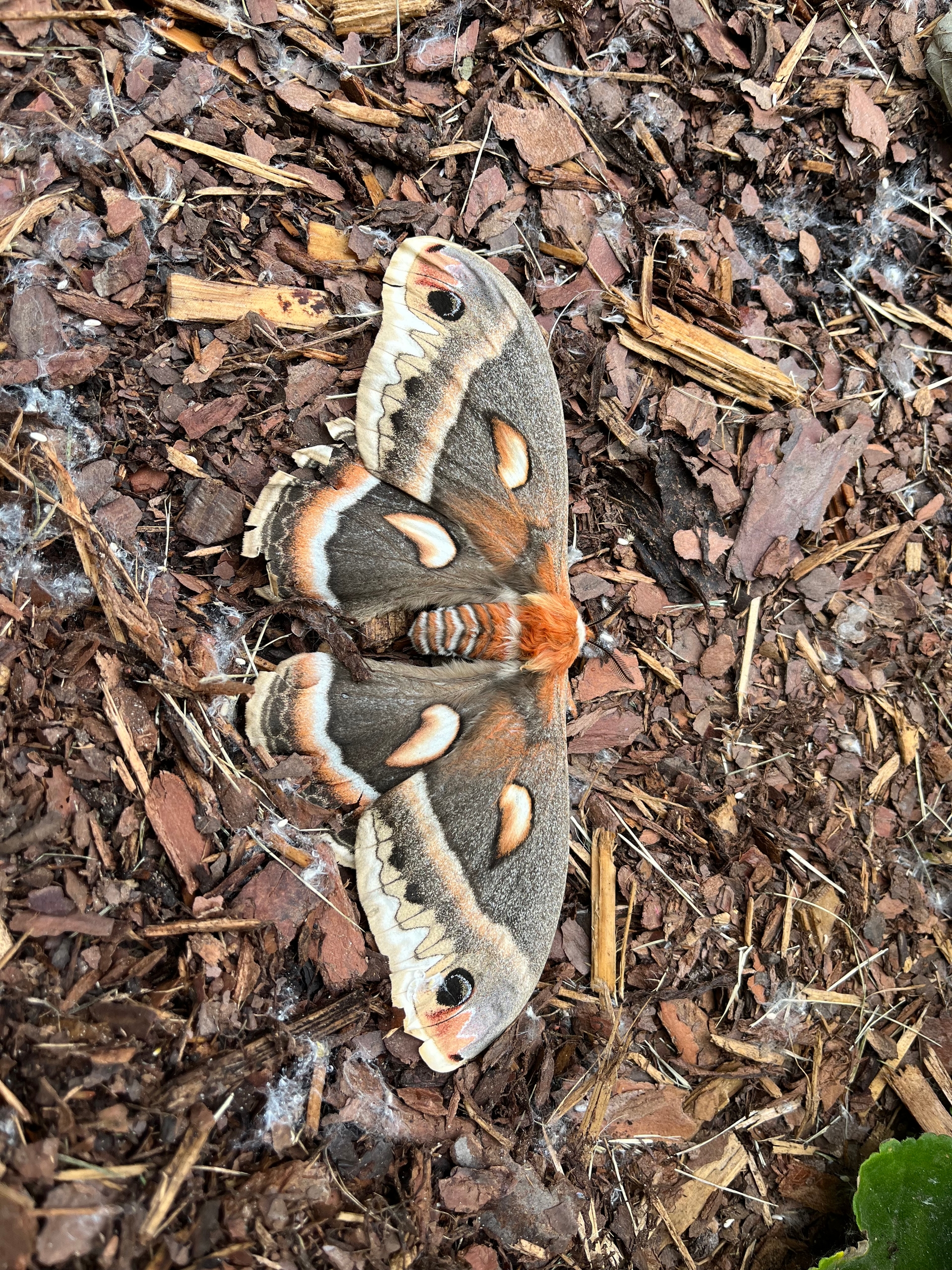 Found this Cecropia moth at my new home. They only live 2 weeks and it's rare to see one. 