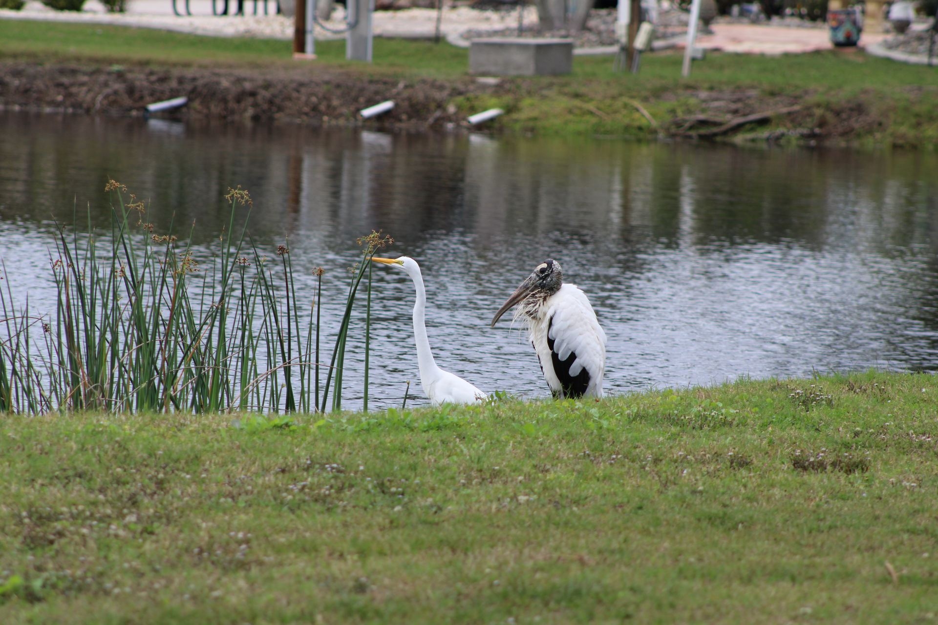 great egret