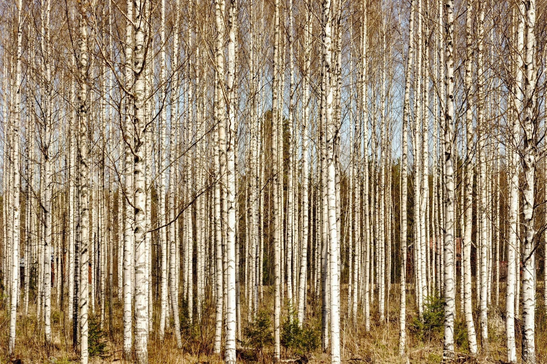 A group of birch trees in a forest