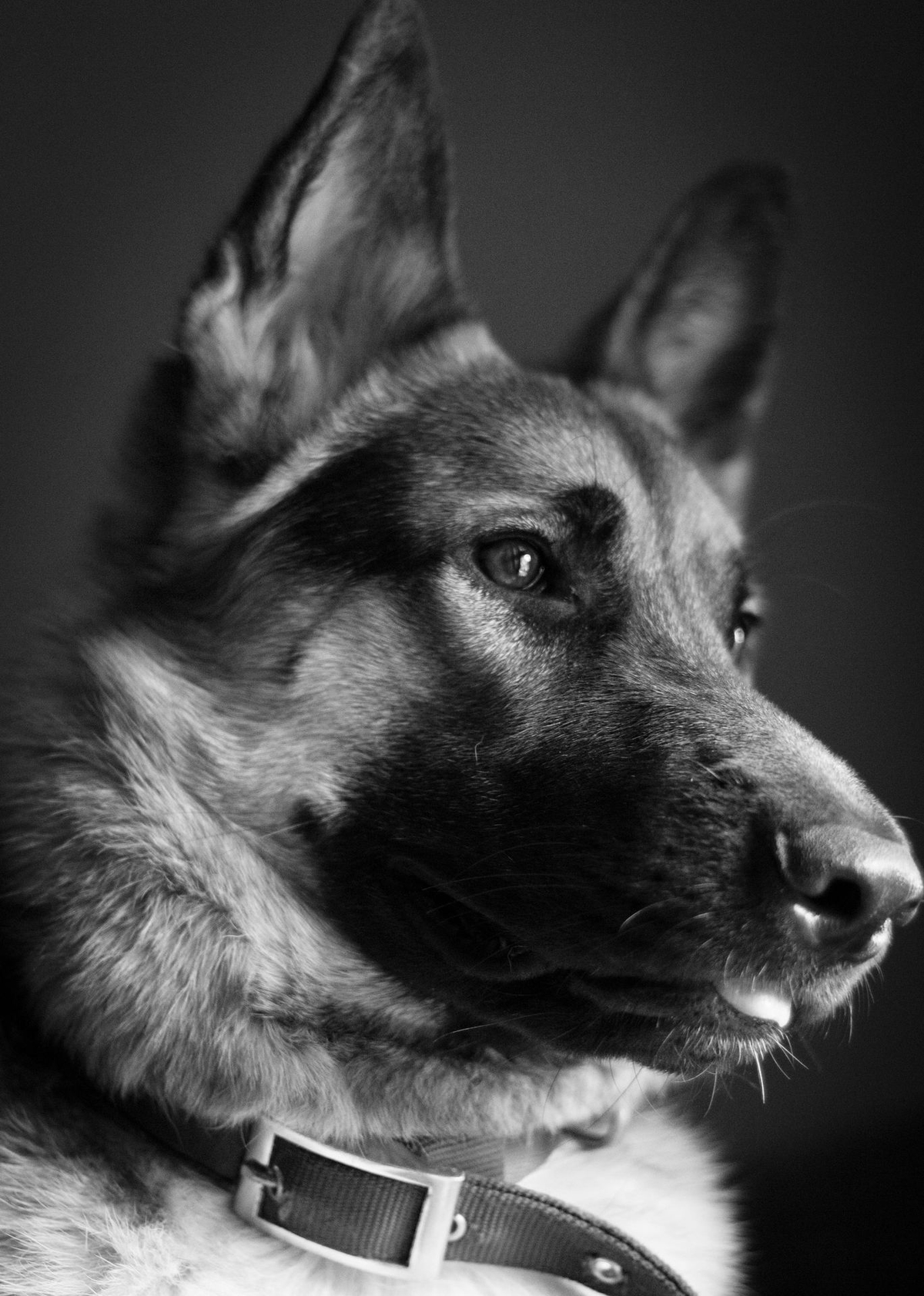 Monochrome Photograph of a German Shepherd