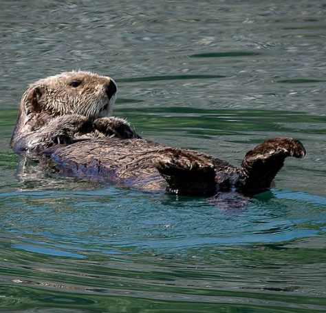 Old man otter in Homer Alaska
