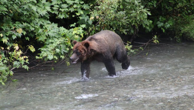 Grizzley bear in Hyder Alaska
