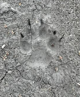 Wolf tracks following the mom/baby moose