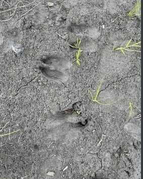 Mom and baby moose tracks