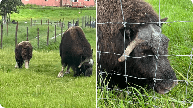 Musk Ox from Palmer Alaska