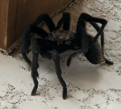 Tarantula waving hello