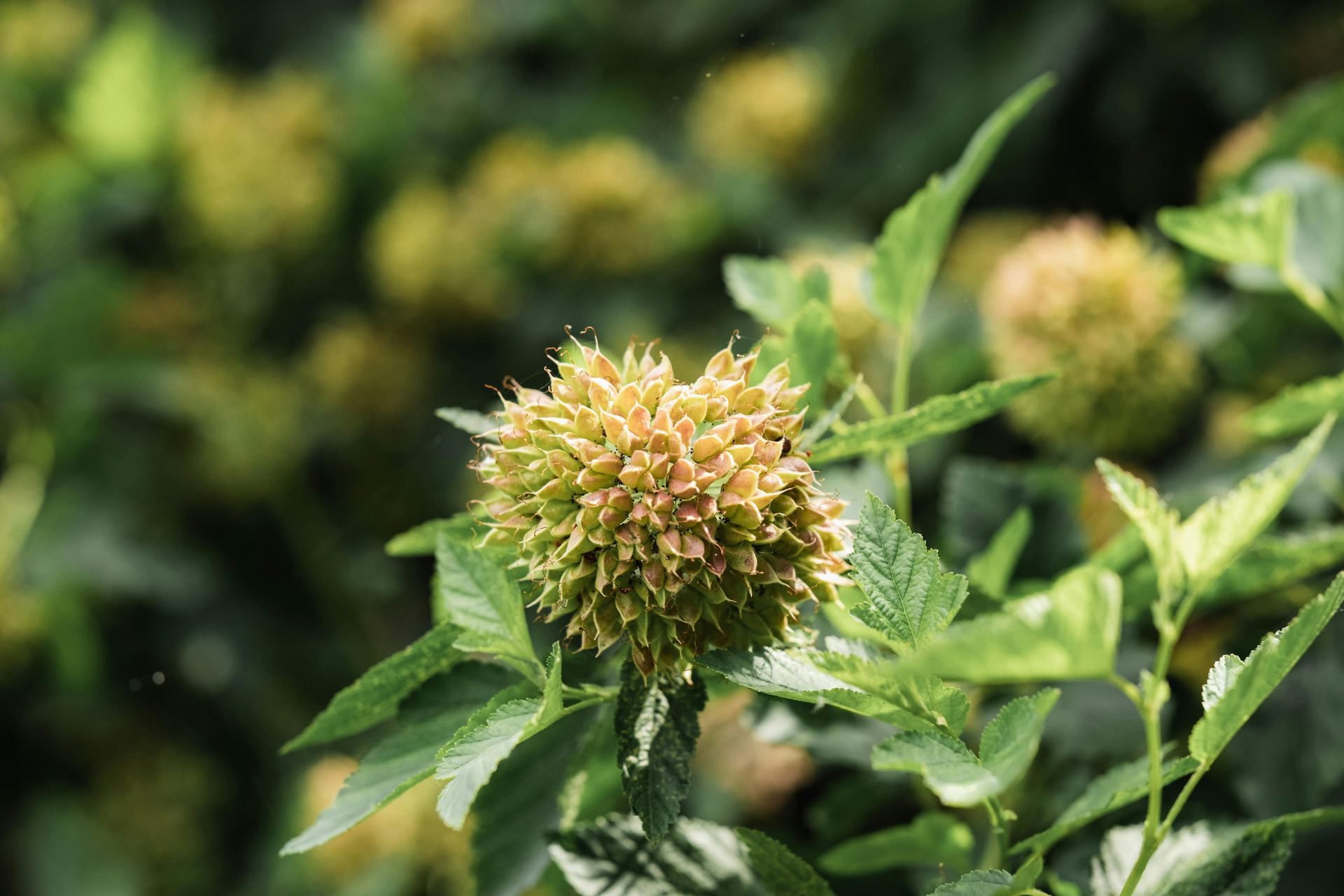 Closeup of Pacific Ninebark Plant with Seeds