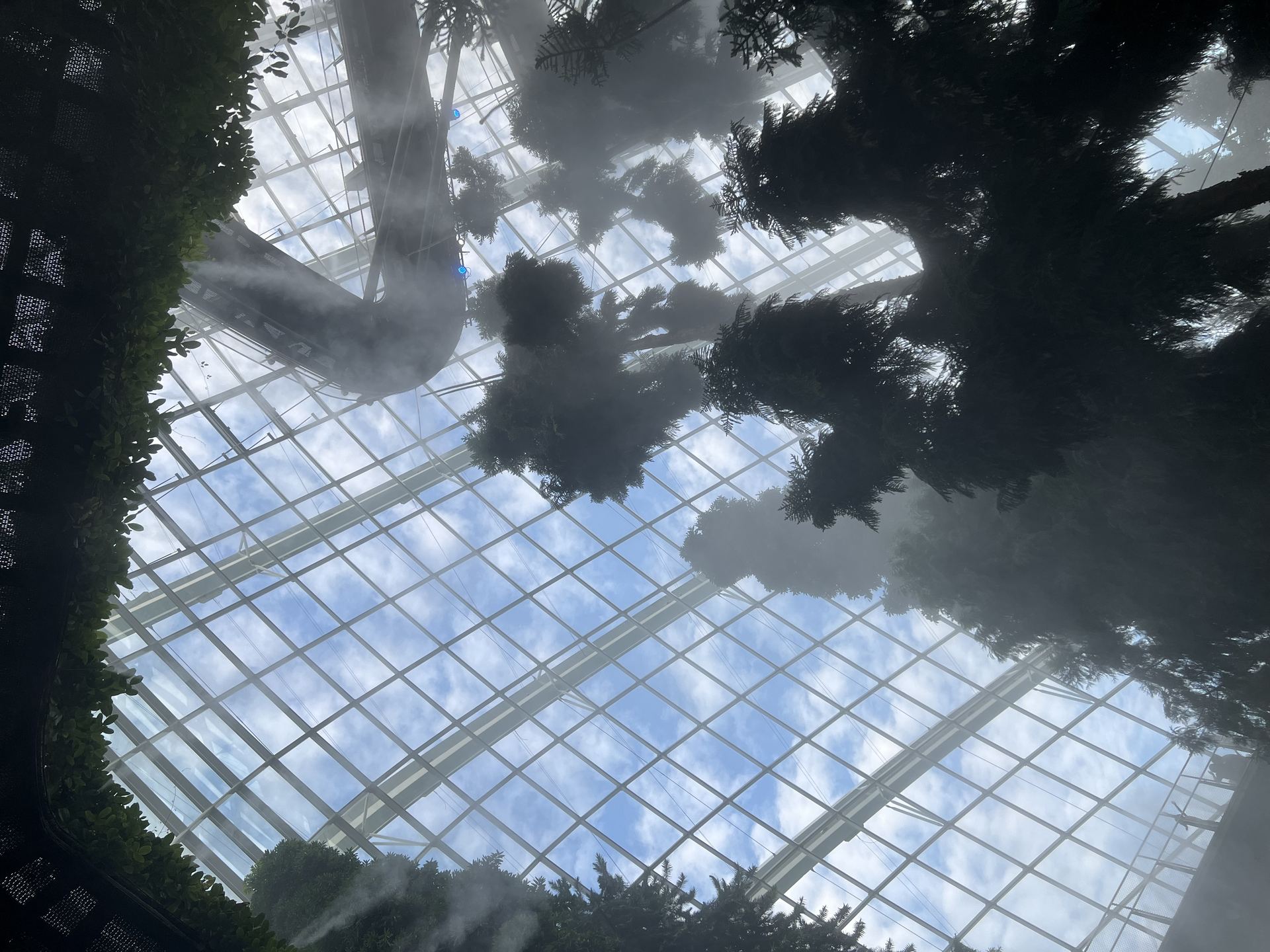 Cloud Forest