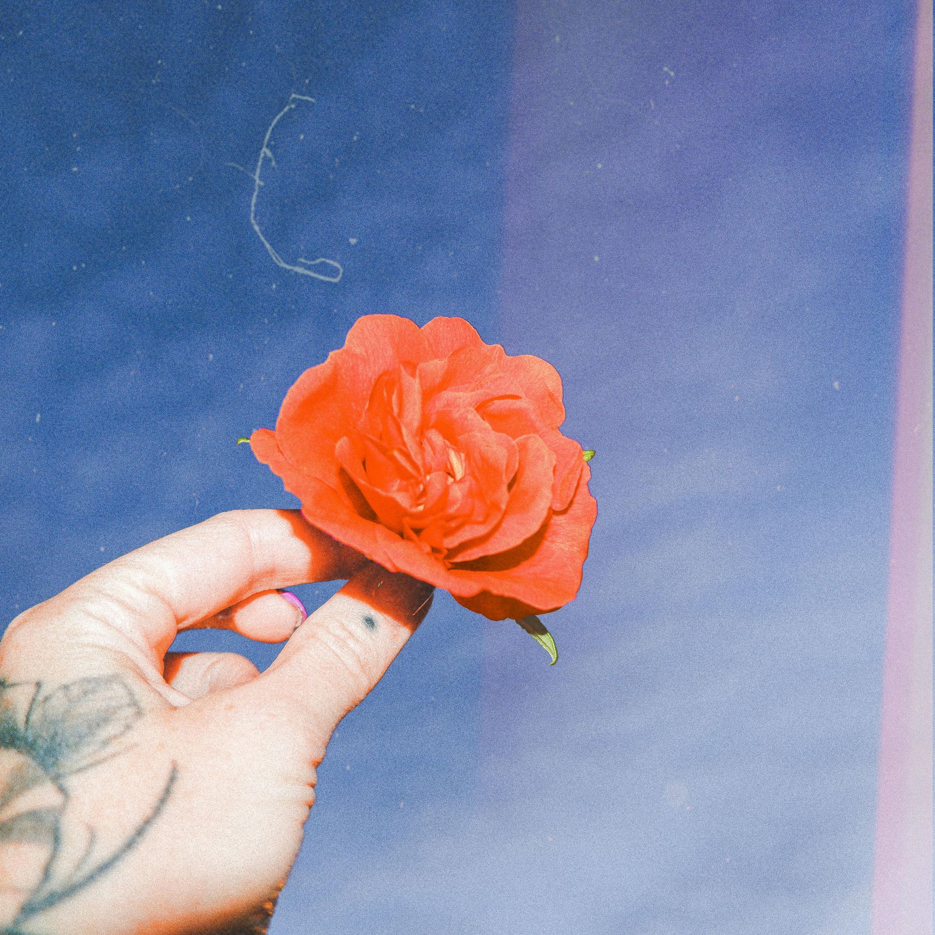 Hand with tattoo holding a red rose against a vivid blue sky, showcasing beauty and contrast.