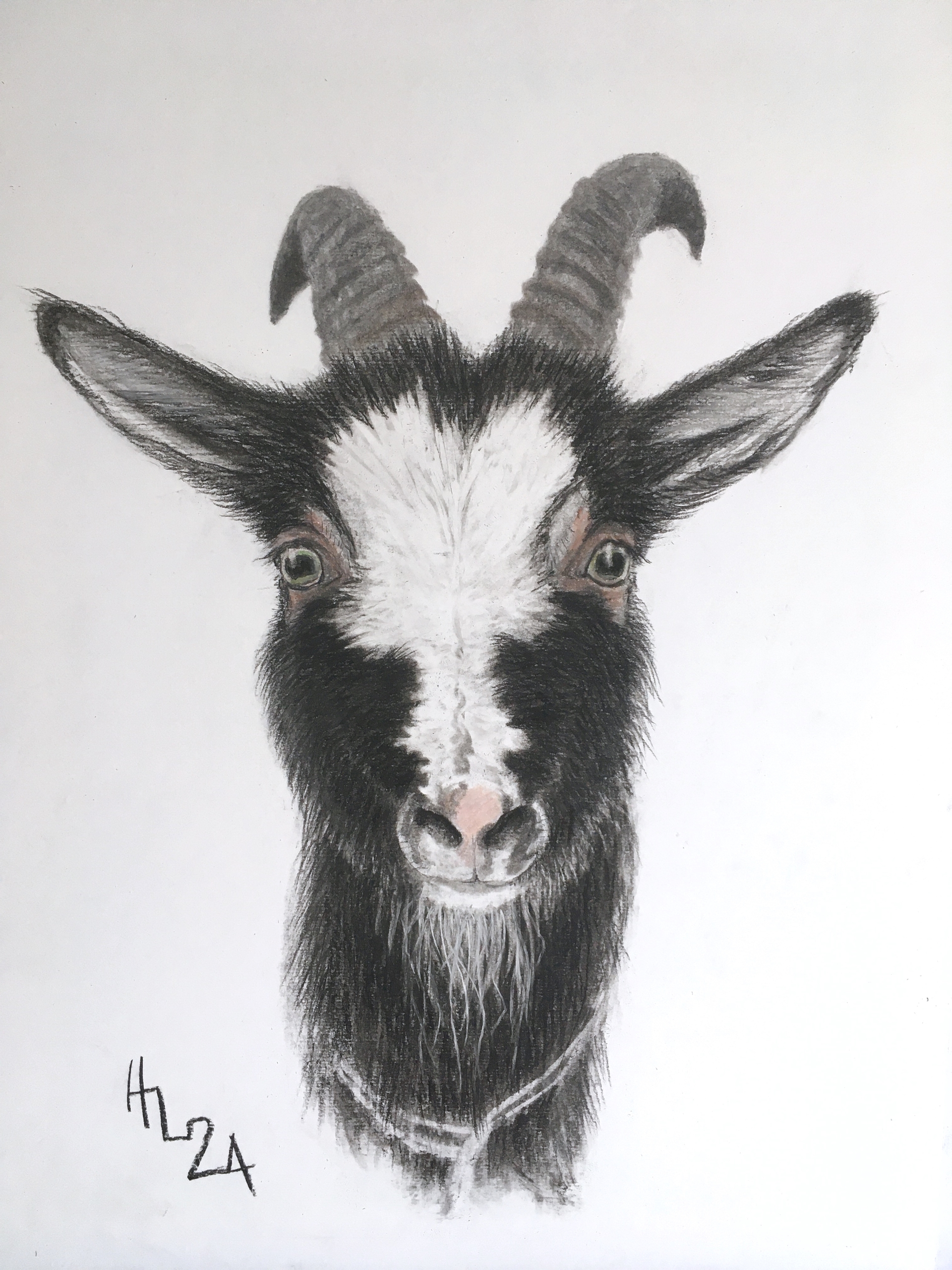 Usva, disguised as a goat!