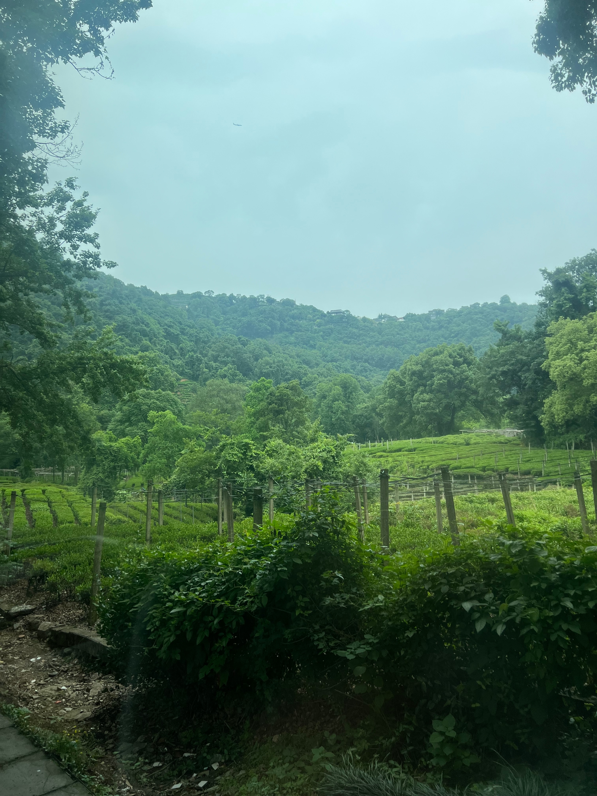 Hangzhou West Lake Mountains, Longjing Tea Plantation