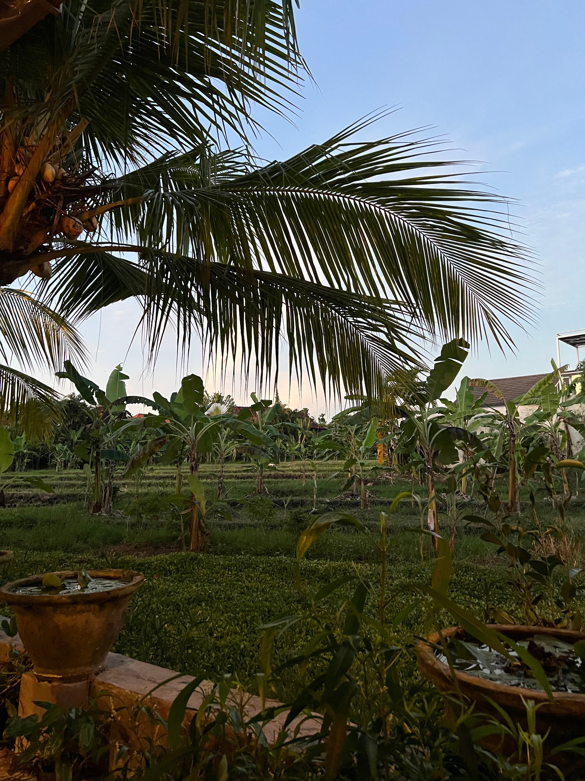 Rice Patty Views from Milu by Nook