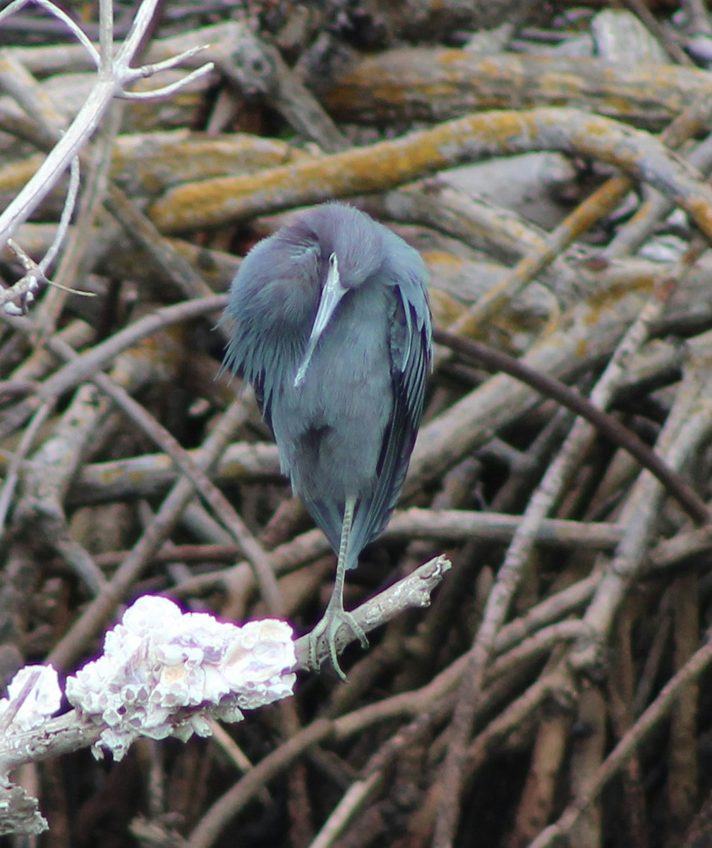 little blue heron