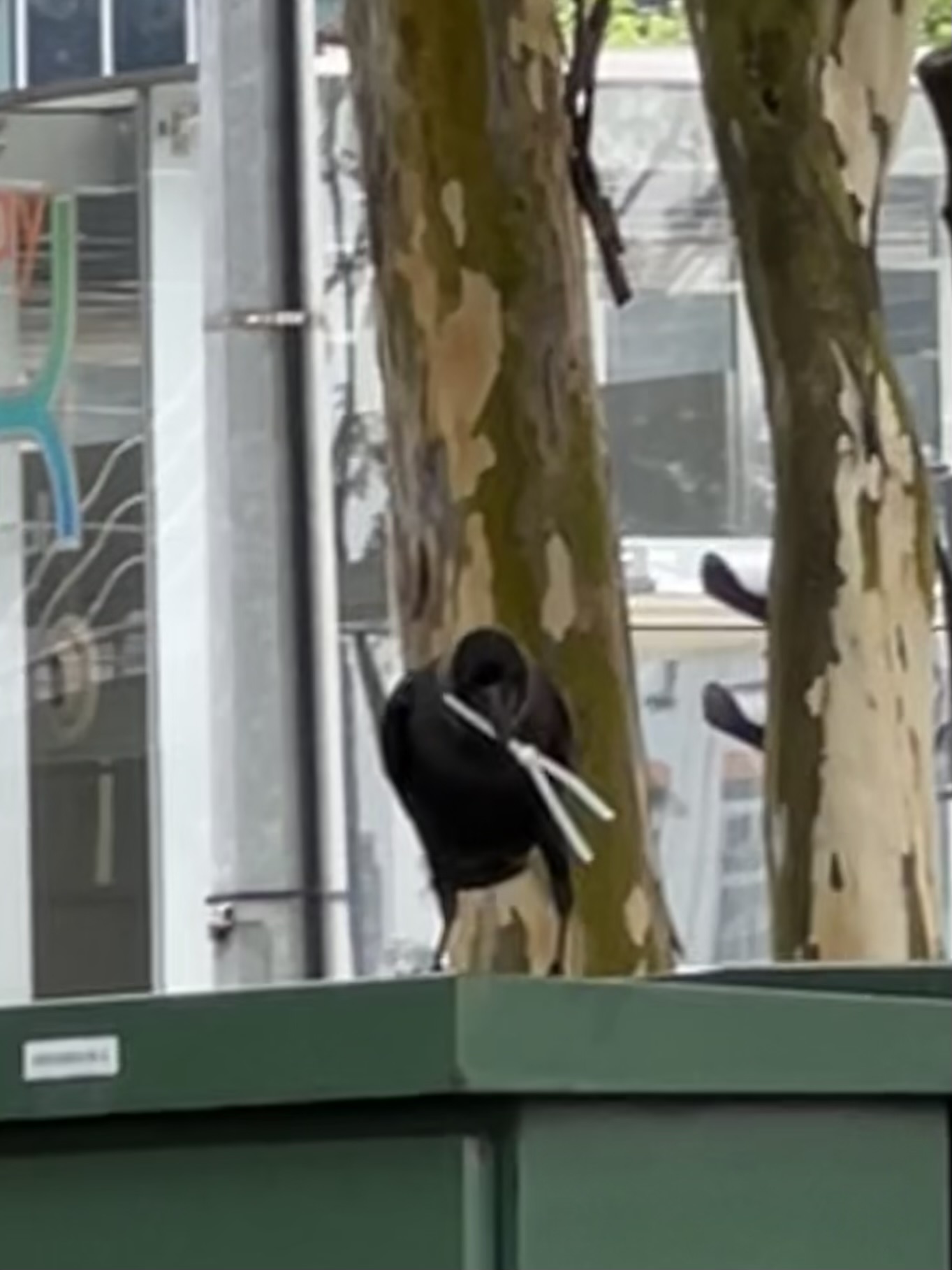 Crow with Zip-Tie in Central Singapore