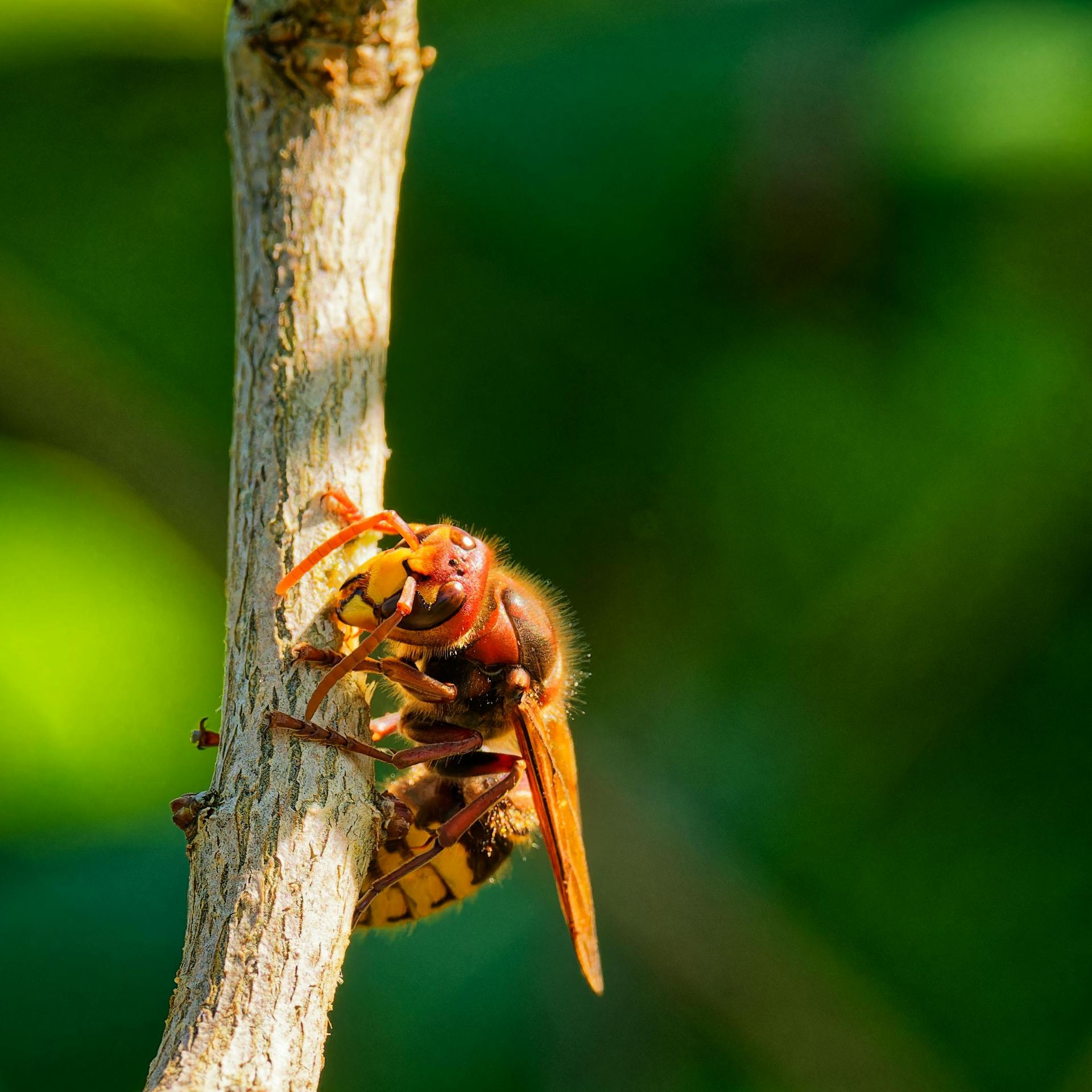 A wasp is perched on a branch in the woods