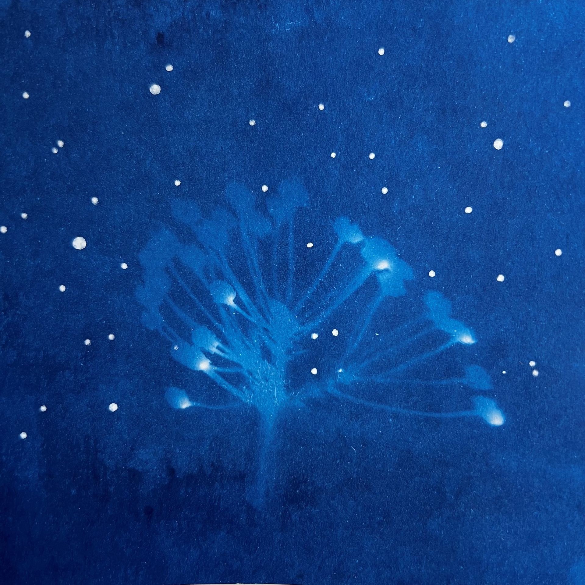 Tree And Stars, 2024.
4/5"x4.5"
cyanotype and ink on paper