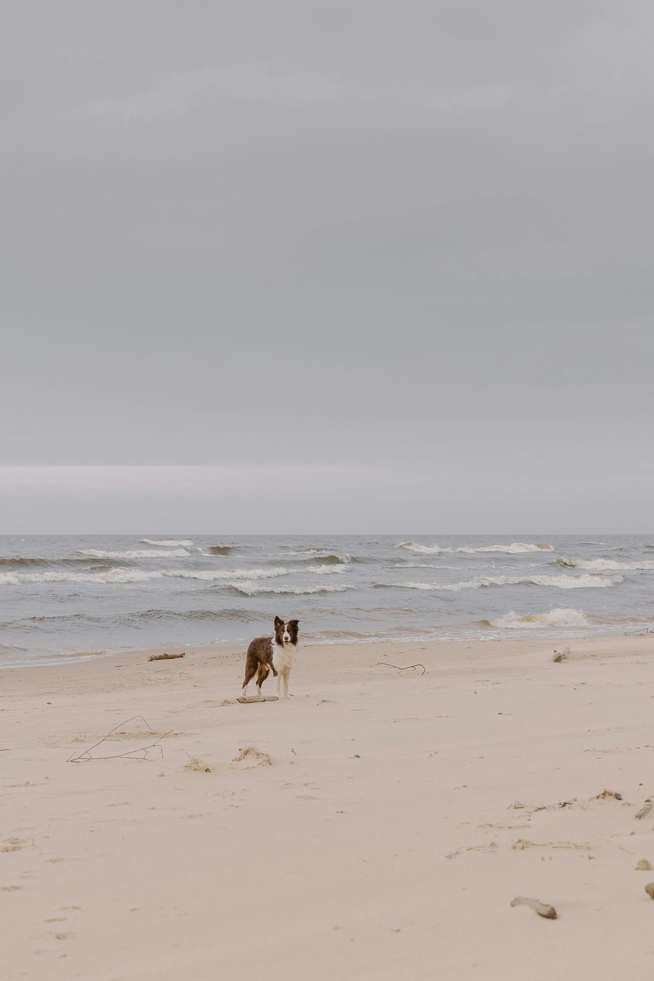 Cheryl D Beller, Pet Aromatherpist