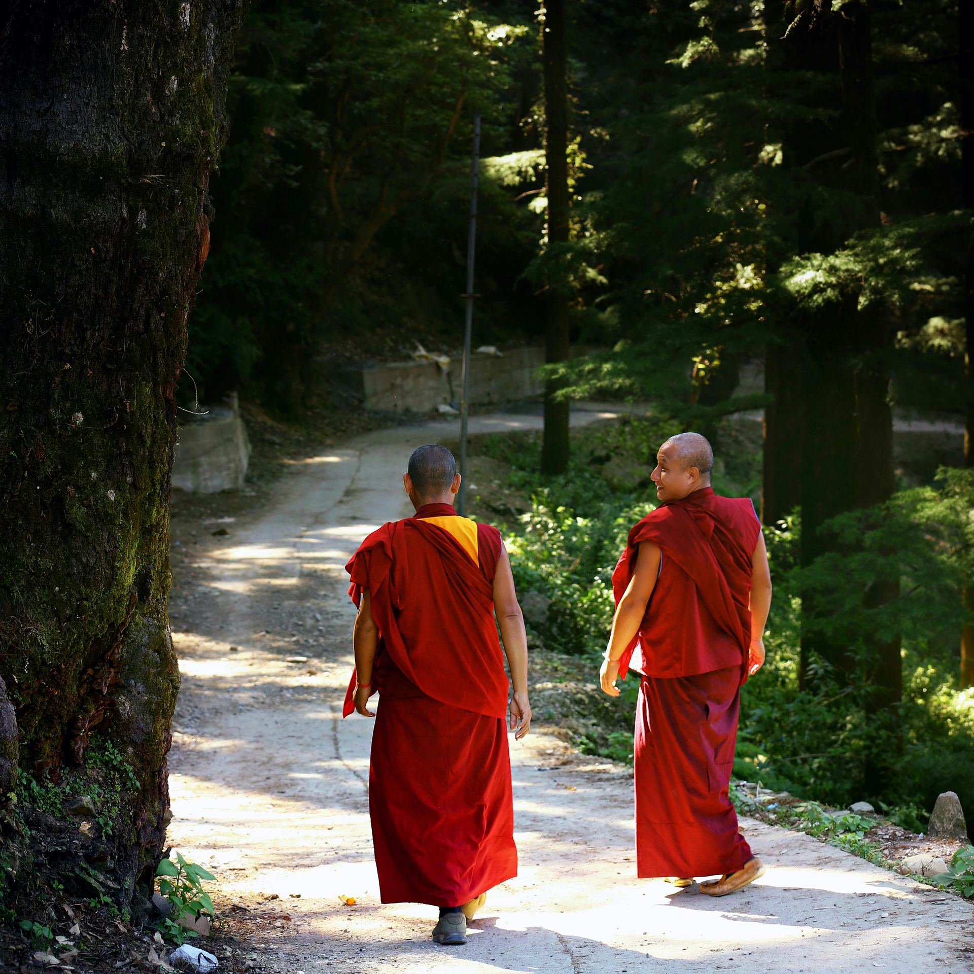 Two Monks Walking on Trail Lined With Trees