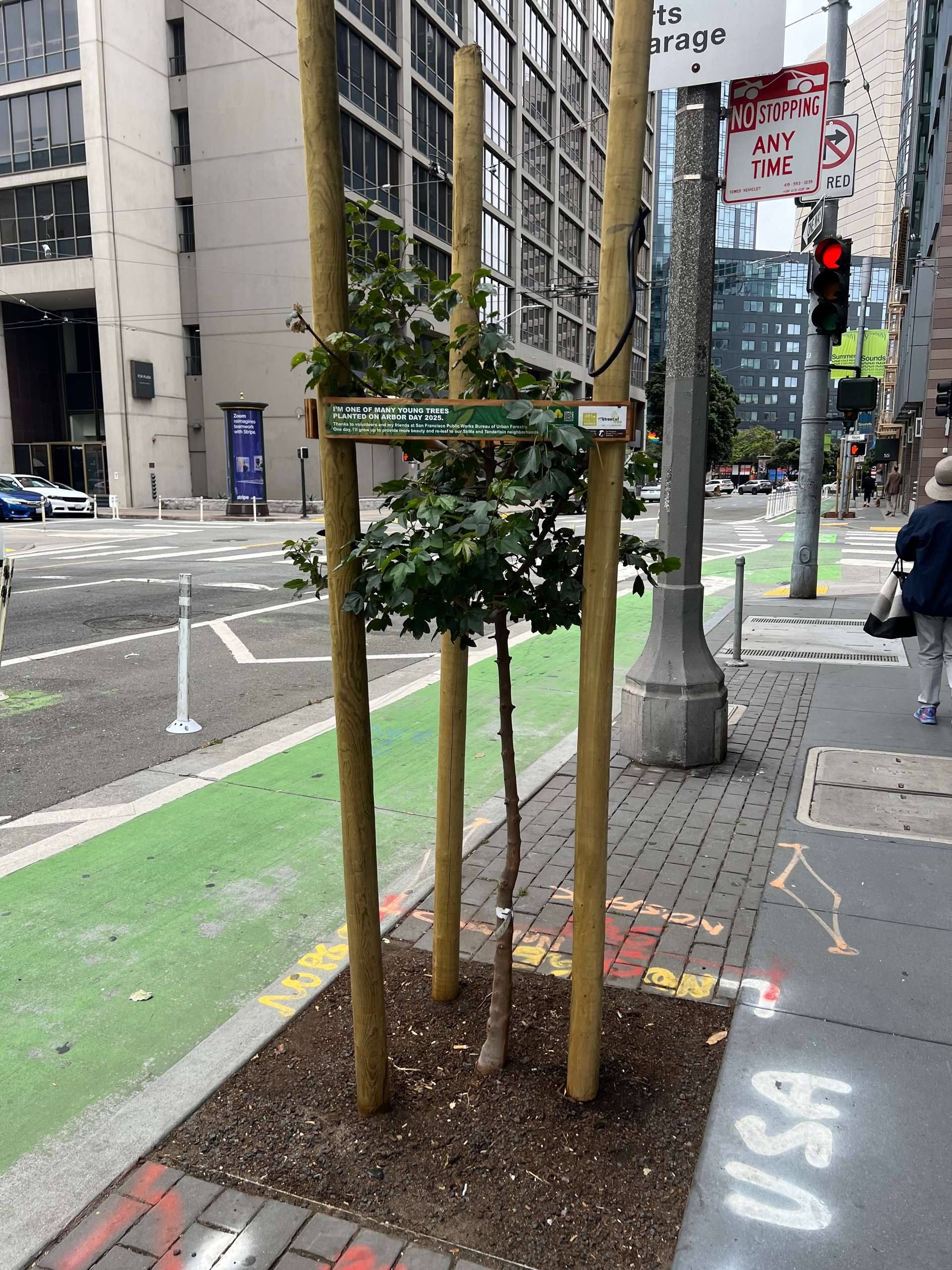 New Tree in SoMa & Tenderloin Neighborhoods