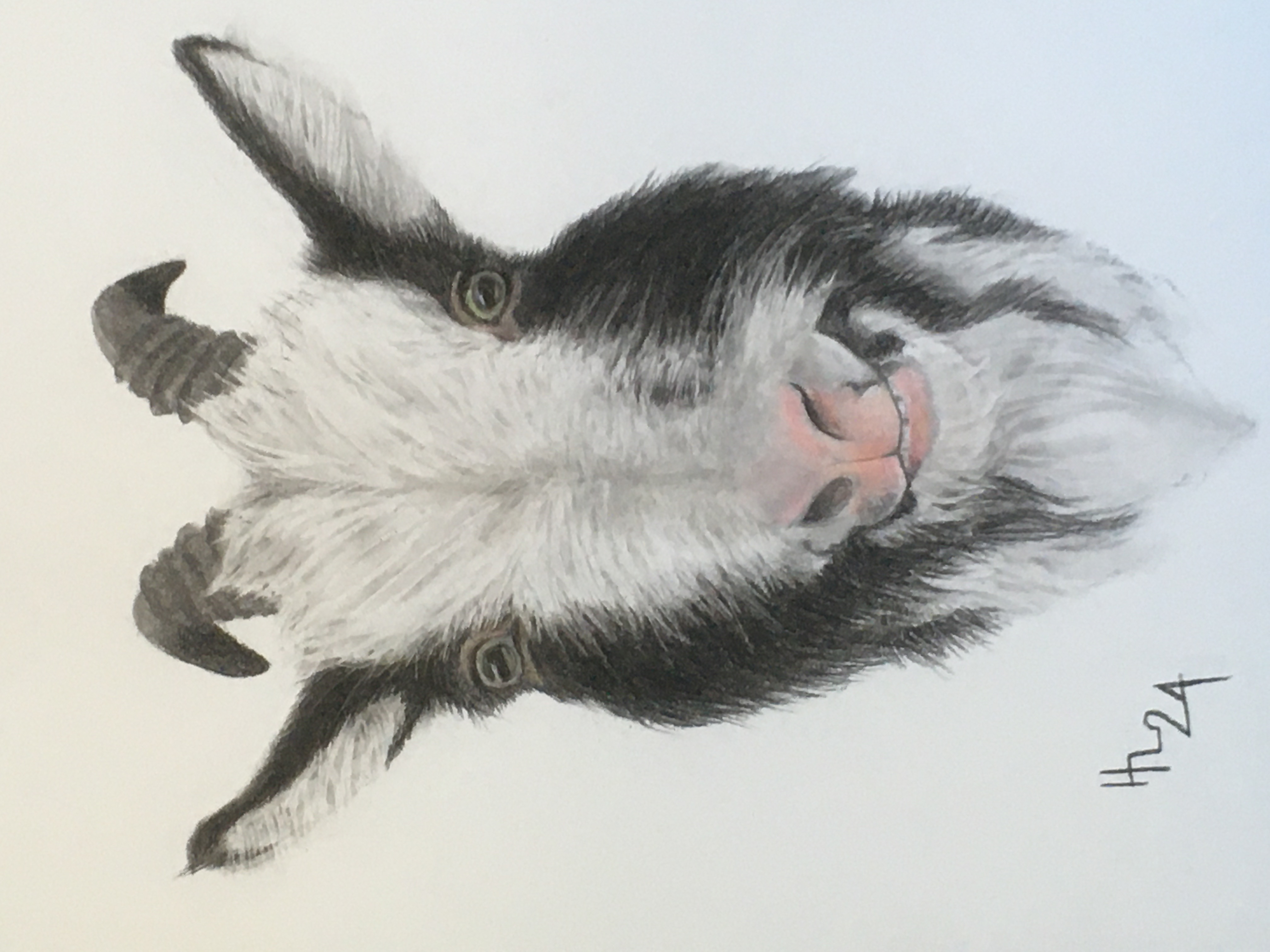 Unelma, disguised as another goat!!