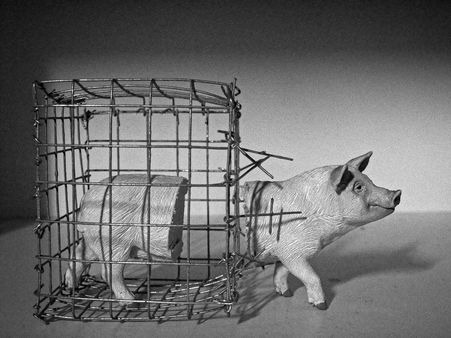 Kuvassa Possumitali, Itsenäisyyspäivän Tunnustuksia-näyttelystä Hgin Kaupungin galleriassa 1917: tunnustuksia heille, joille niitä ei yleensä jaeta.