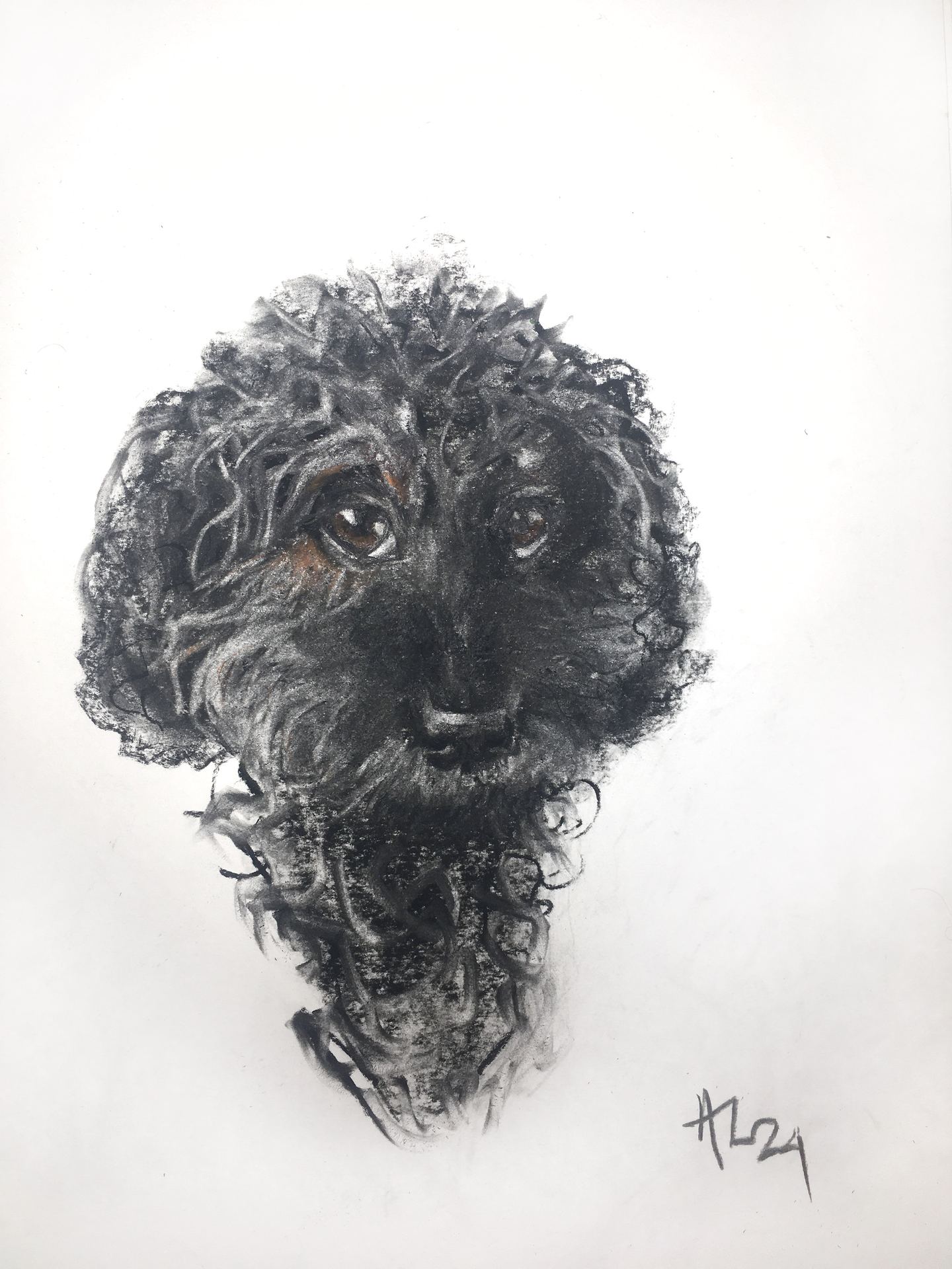 KOIRAMUOTOKUVIA HIILIPIIRROKSENA